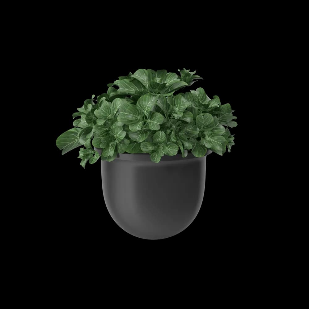 https://cdn.dummyjson.com/product-images/home-decoration/plant-pot/1.webp