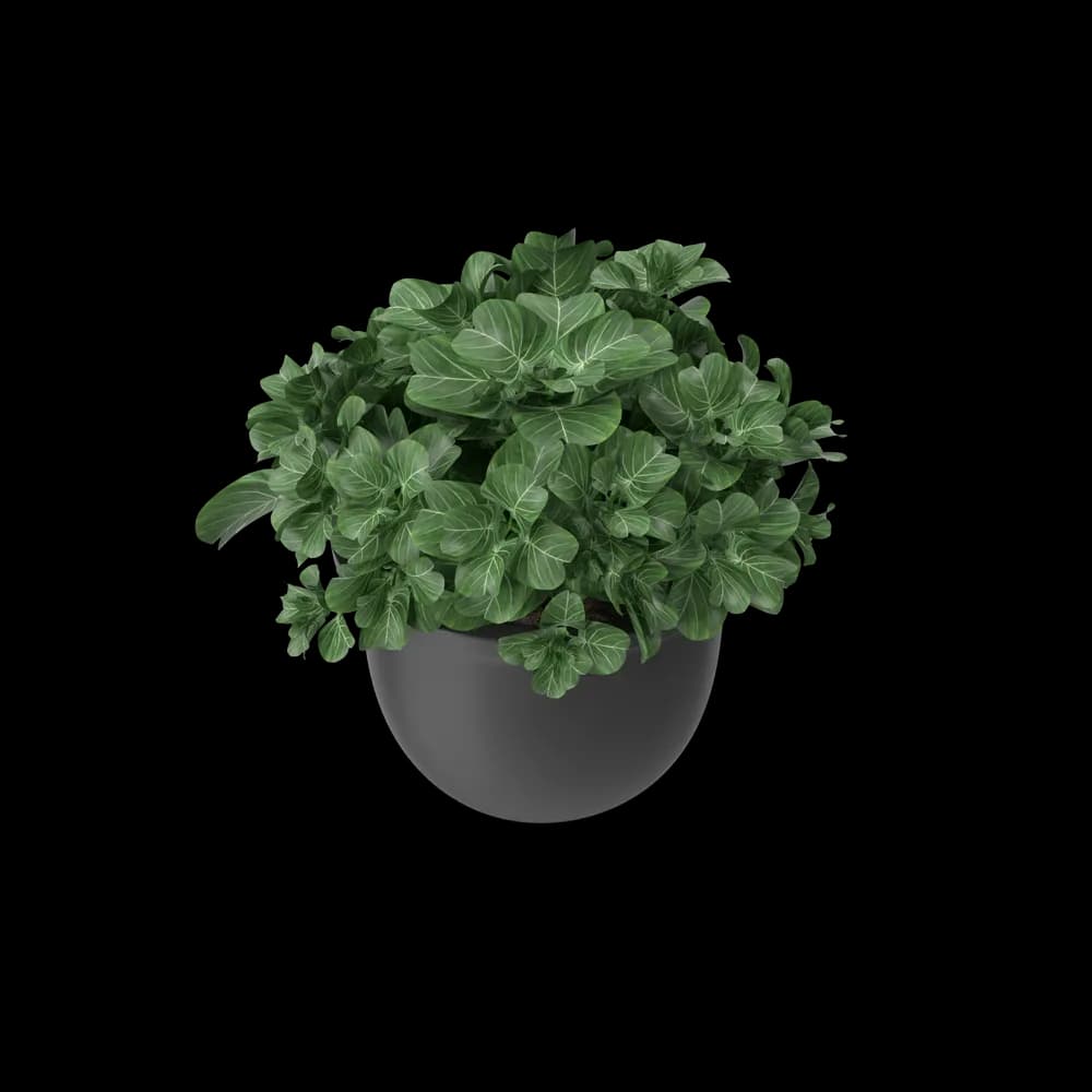 https://cdn.dummyjson.com/product-images/home-decoration/plant-pot/3.webp