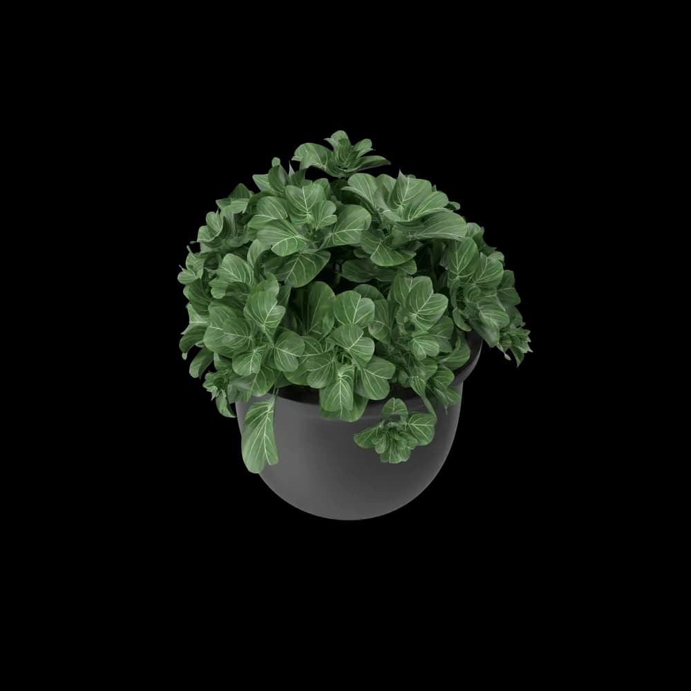 https://cdn.dummyjson.com/product-images/home-decoration/plant-pot/4.webp